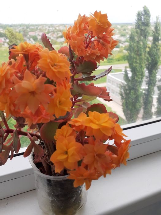 Квітучі каланхоє.