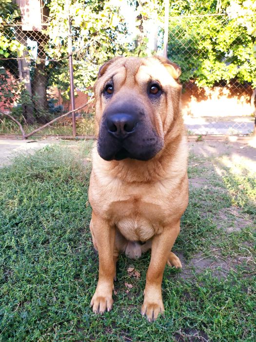 Вязка.  Шарпей-красавчик