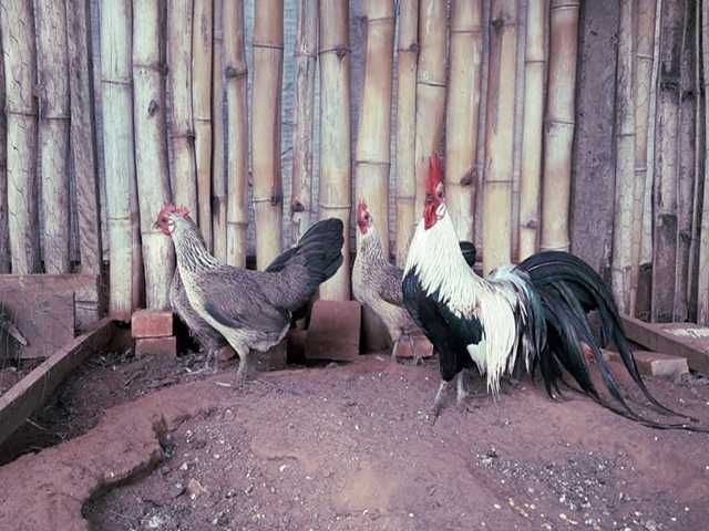 Яйце на інкубацію. Курчат. Фенікс - золото, срібло.