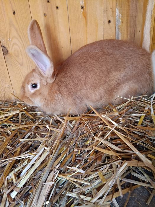 Króliki burgundzkie