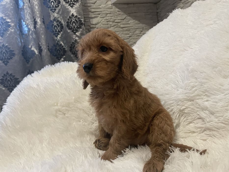 Cockapoo szczeniaki