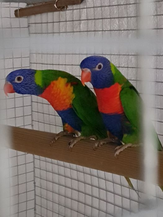 Loris Molucanos  para acabar de criar a mão