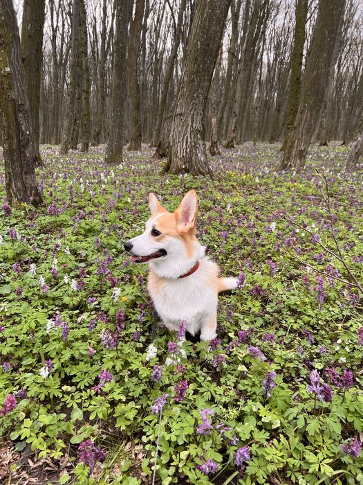 Коргі вʼязка