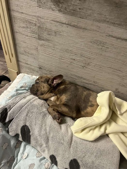 Перетримка тварин