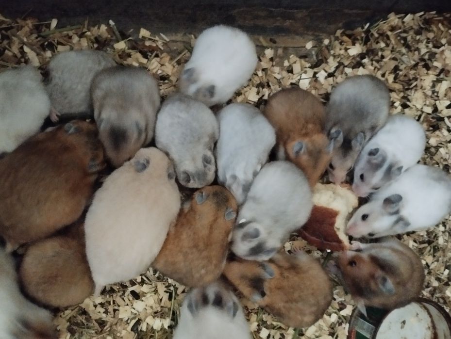Королівські хомячки.