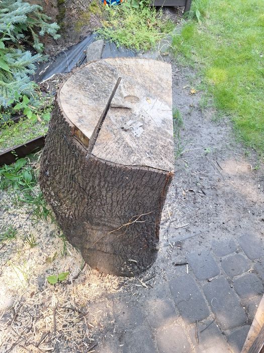 Pieniek 40cm średnica