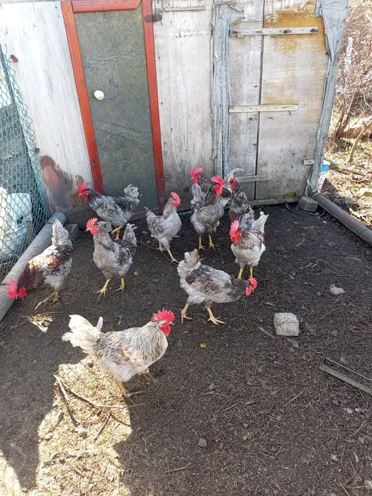 Продам домашних петухов!