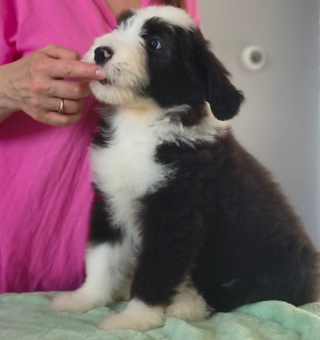 Szczeniak  Bearded collie FCI