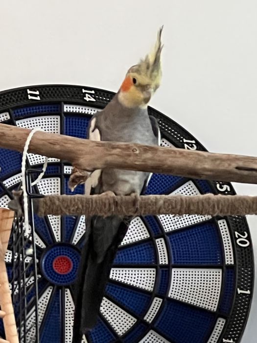 Sprzedam nimfę (korellę) – samiec, 2 lata