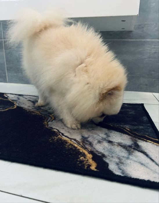 **Beza** Szpic miniaturowy, pomeranian