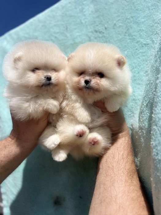 Що це за гарнюні