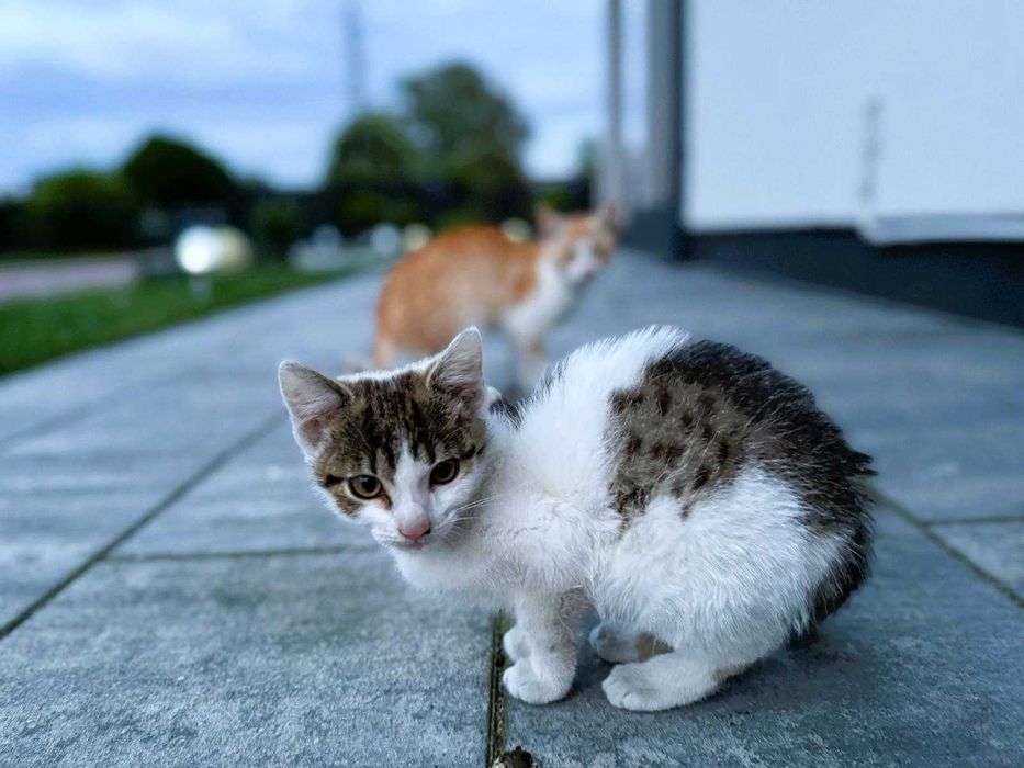 Dwa cudowne miziaste kociaki – wspólna adopcja mile widziana <3