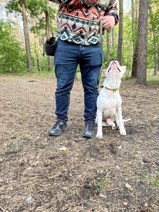 Кінолог, дресирування. Зоопсихолог.