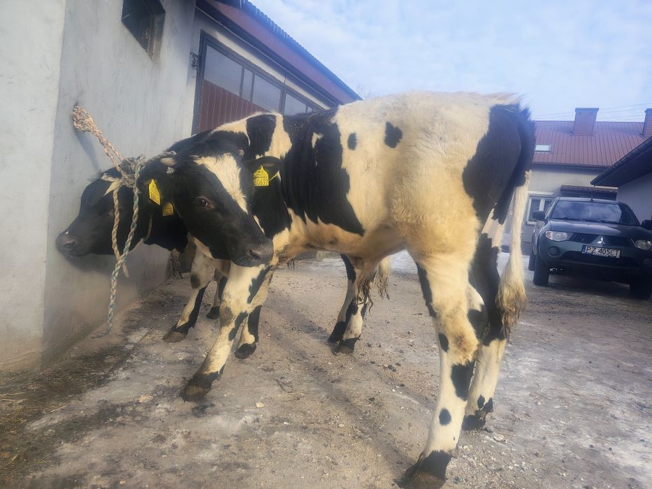 Sprzedam dwa byki mięsne