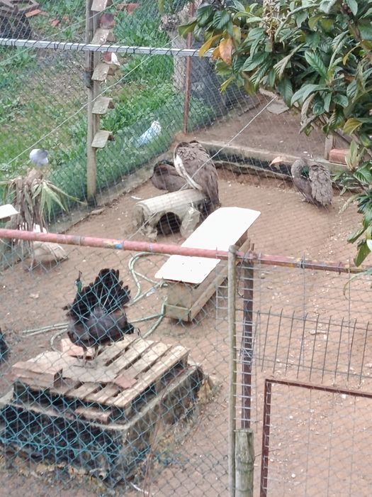 Pavões várias idades