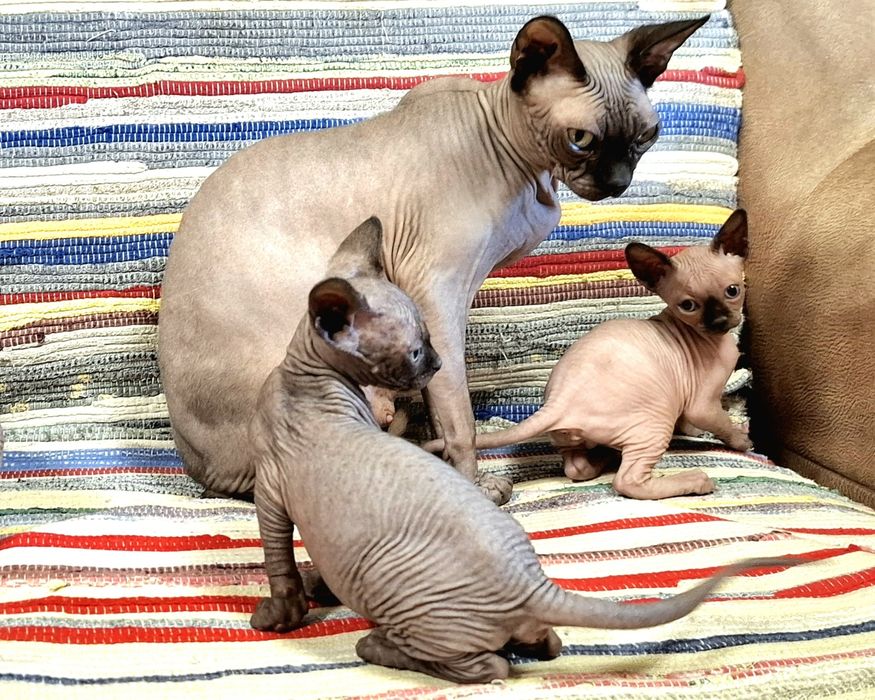 Котята Канадского сфинкса