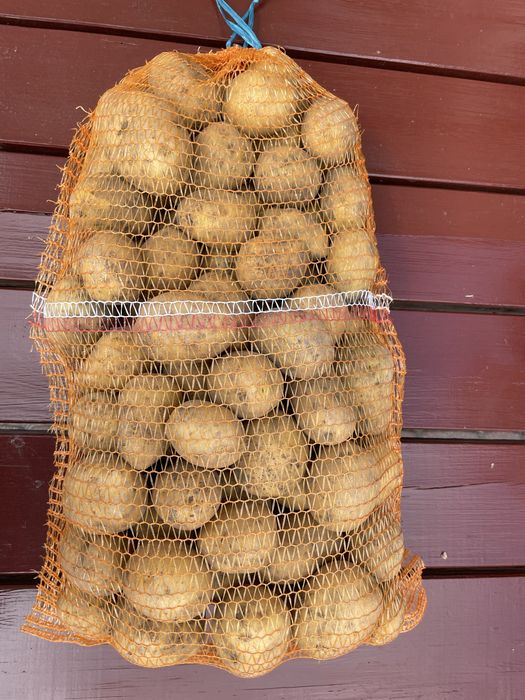 Ziemniaki jadalne odmiana gala