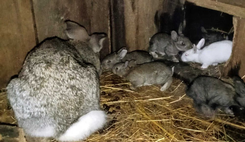 Coelhos  grandes porte