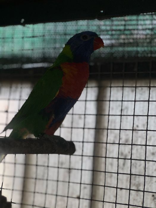 Loris Do Ano Passado