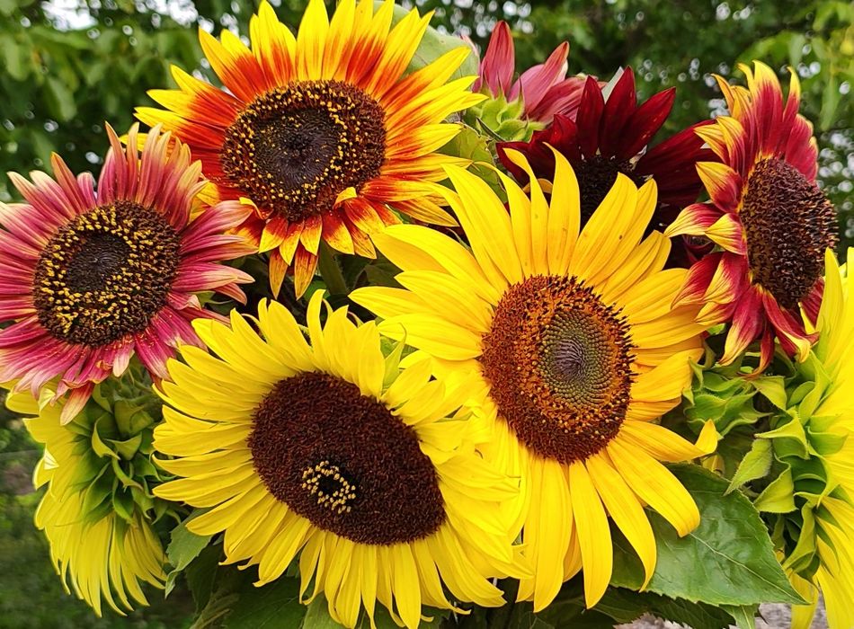 Słonecznik ozdobny na kwiat cięty MATERIAŁ SIEWNY