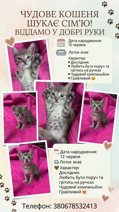 Віддам котиків)))