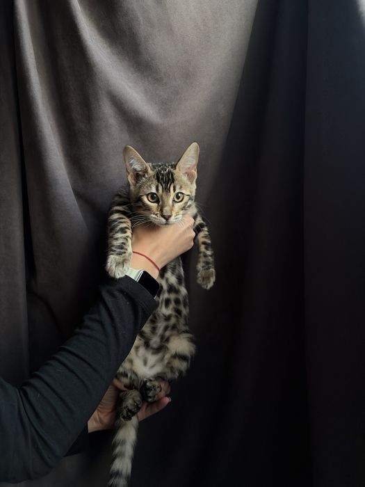 Кошенята бенгальські