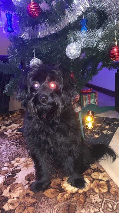 Мальтіпу Мальтійська Болонка дівчинка гарнюня