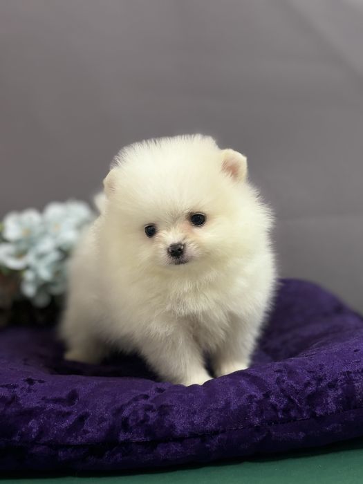 Гавкун померанчик