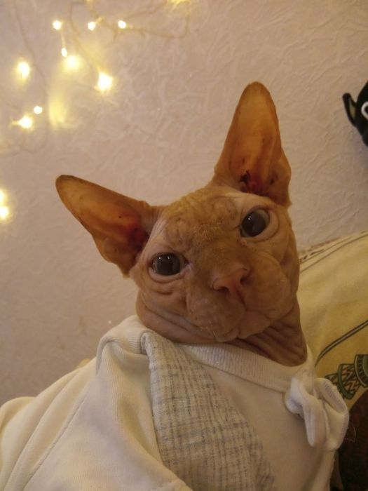 Кот для случки канадский сфинкс