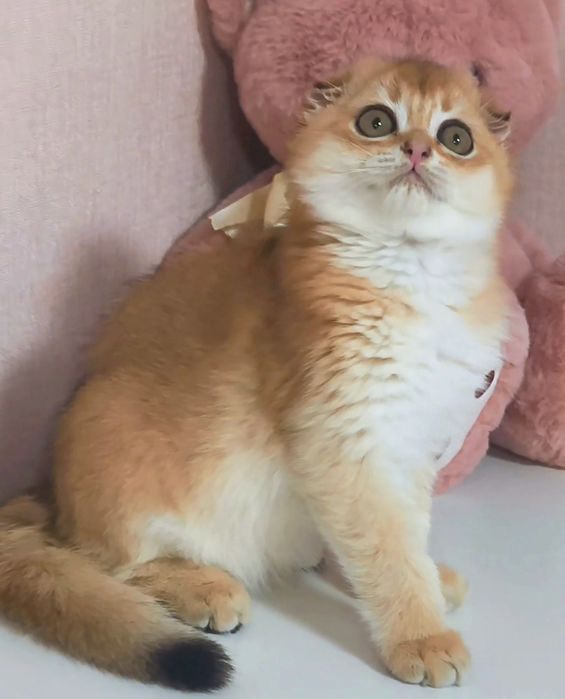 Золота шиншила котик котята кошенята котики