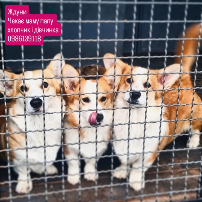 Коргі хлопчик кобель 6 місяців шикарний крутий породний топ вельшкорги
