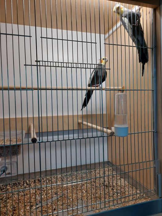 Papugi Nimfy samce , samiczki.