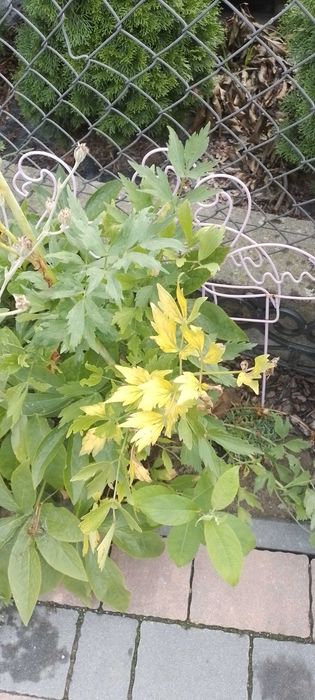 Lubczyk - nasiona 2g