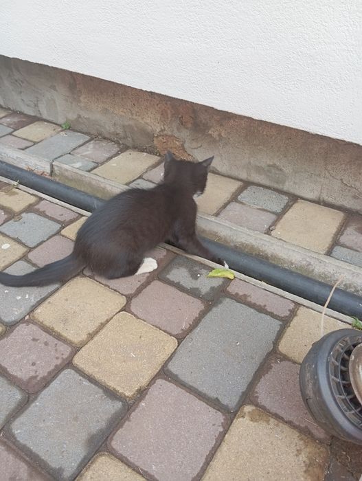 Отдам кота полтава