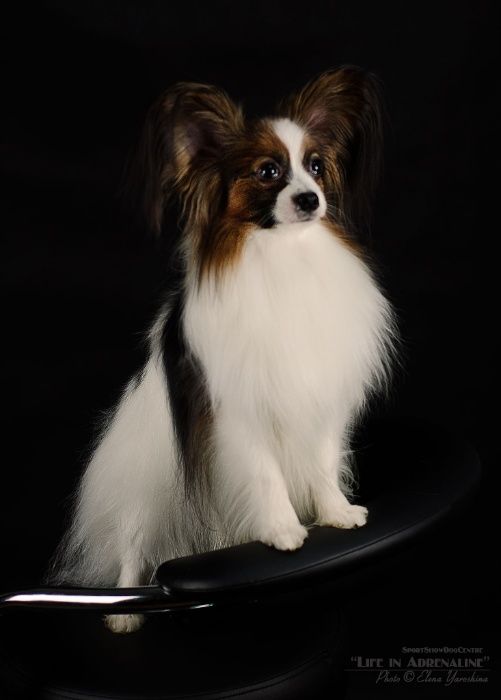 Папильон . Вязка