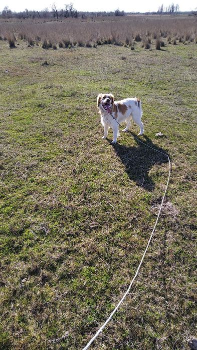 Эпаньол Бретон. Для вязки.