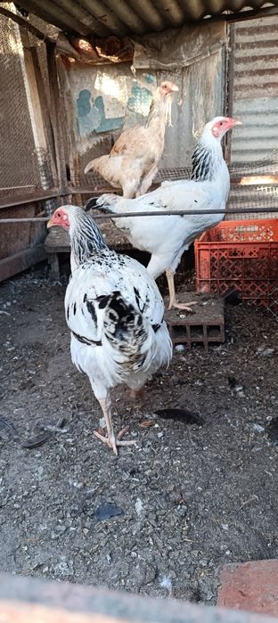 Índio Gigante Galos e Galinhas