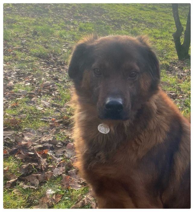 Cukier pies w typie Posokowca Bawrskiego