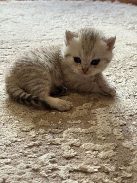 Чистокровний британський хлопчик