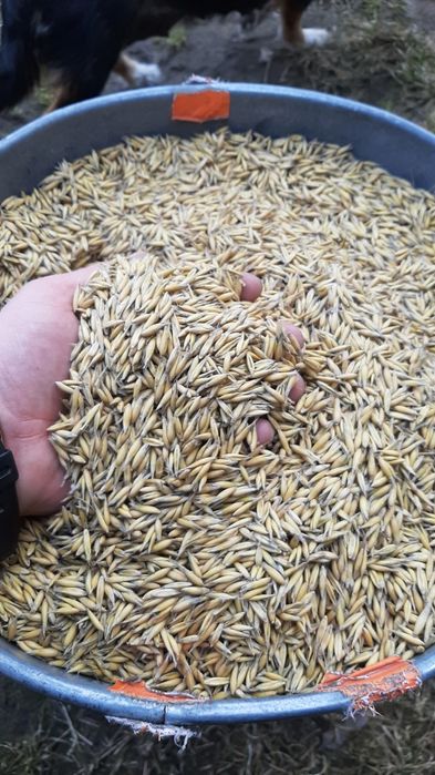 Sprzedam owies harnaś