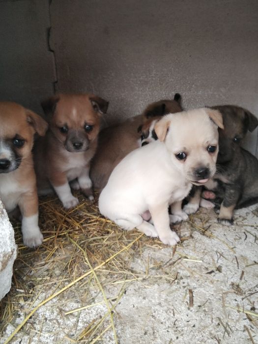 Чихуахуа 2 місячні