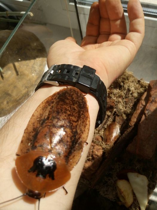 Таракан архимандрит (Archimandrita tesselata)