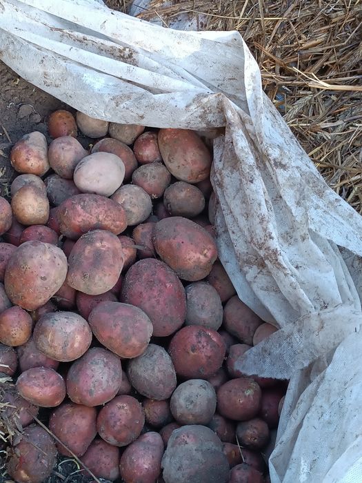 Ziemniaki wielkości sadzeniaków konsumpcyjne tanio  Gala i Red Sonia