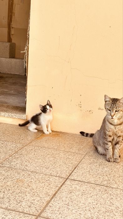 Dá-se gatos para adoção responsável