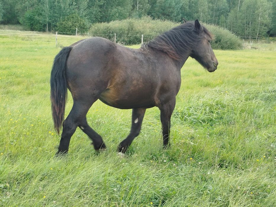 Sprzedam Zrębice