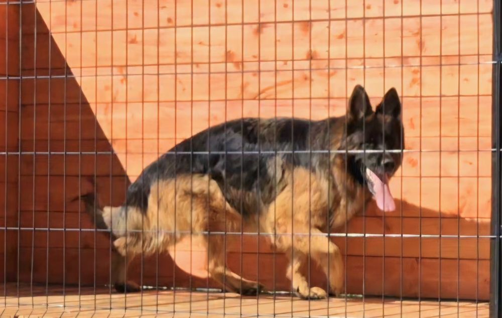 Owczarek niemiecki długowłosy- pies