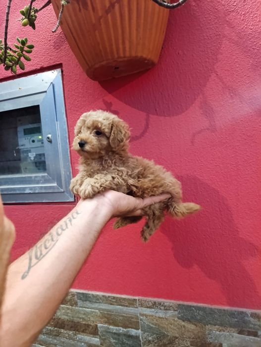 Poodle toy fêmea