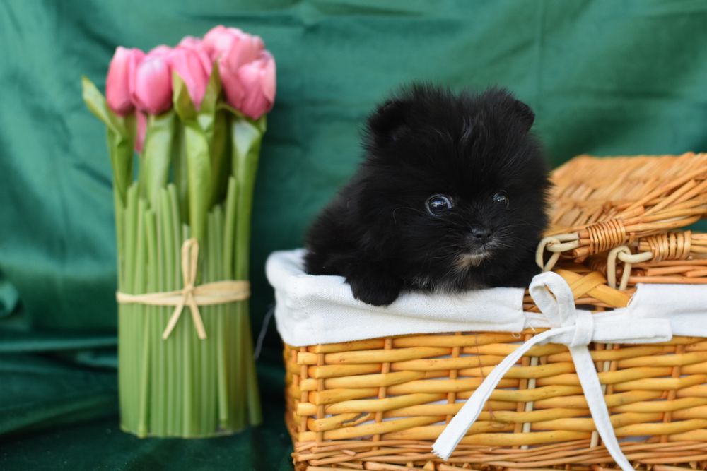 Коихітка дівчинка