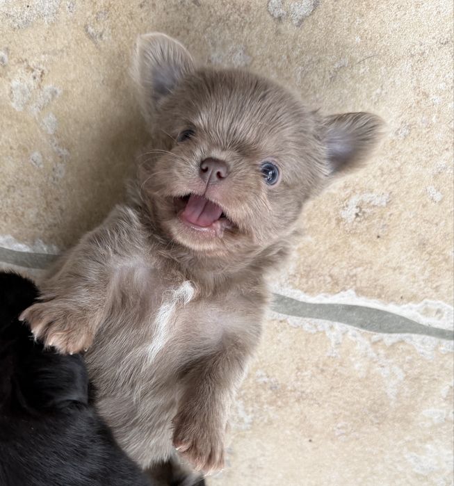 Piesek Chihuahua liliowy długowłosy
