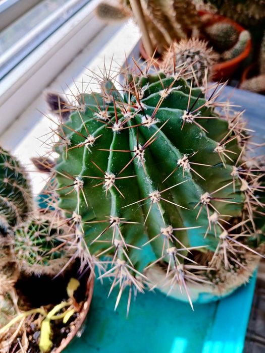 Квіти (великий вибір, шукають новий дім).